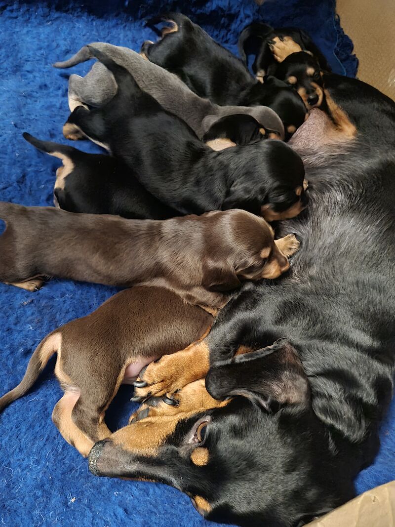 Miniature Dashund Babies for sale in Scunthorpe, Lincolnshire - Image 13