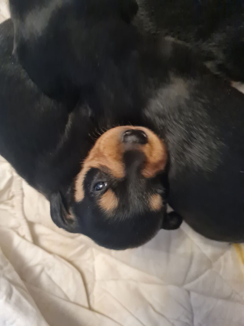 Miniature Dashund Babies for sale in Scunthorpe, Lincolnshire - Image 14