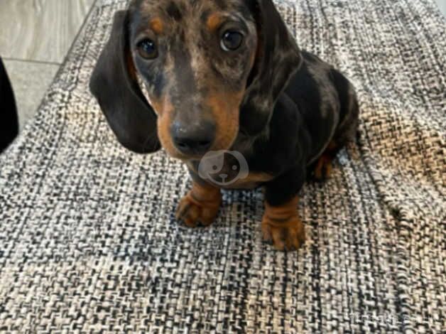 Miniature dashund puppies for sale in Evesham, Worcestershire