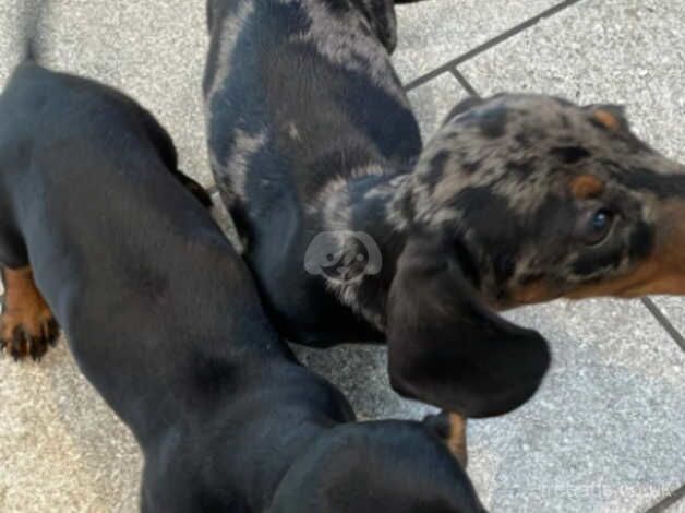 Miniature dashund puppies for sale in Evesham, Worcestershire - Image 2