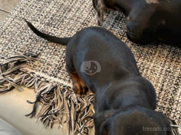 Miniature dashund puppies for sale in Evesham, Worcestershire - Image 3