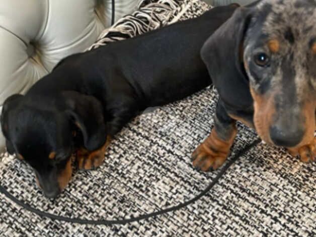 Miniature dashund puppies for sale in Evesham, Worcestershire - Image 4