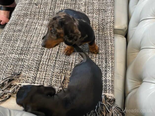 Miniature dashund puppies for sale in Evesham, Worcestershire - Image 5