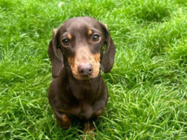 Miniature daushund for sale in Sunderland, Cumbria