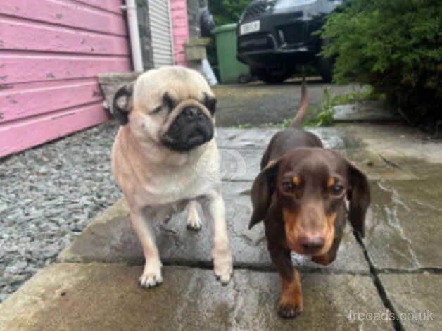 Miniature daushund for sale in Sunderland, Cumbria - Image 2