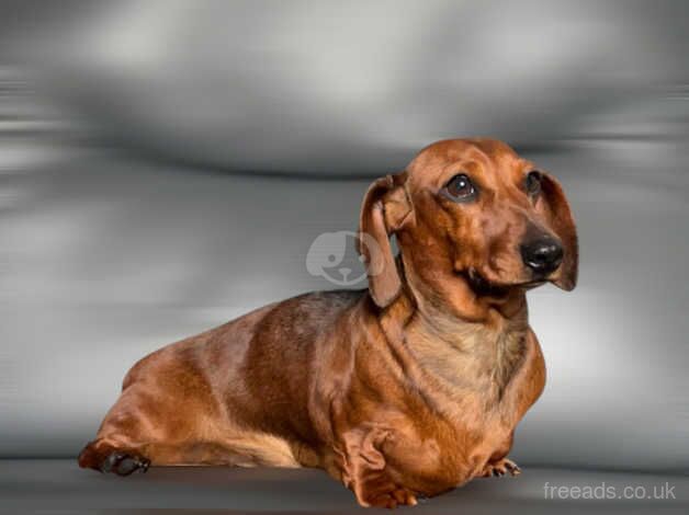 Miniature female Dachshund for sale in Kidwelly, Carmarthenshire - Image 1