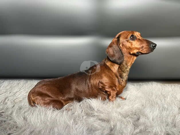 Miniature female Dachshund for sale in Kidwelly, Carmarthenshire - Image 3