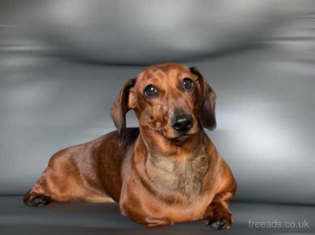 Miniature female Dachshund for sale in Kidwelly, Carmarthenshire - Image 4