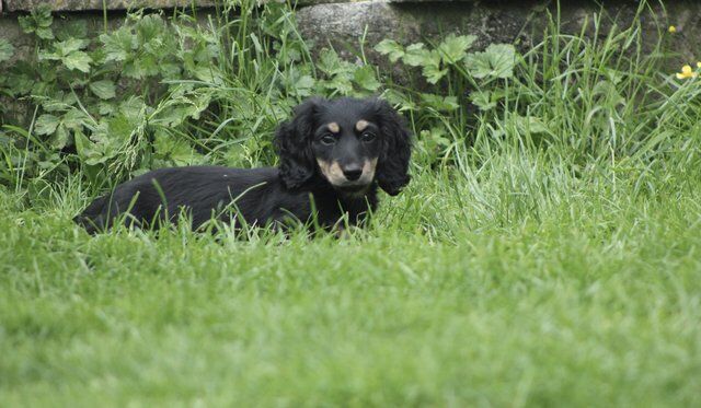Miniature long hair dachshund puppy for sale in St Austell, Cornwall