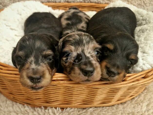 Miniature long hair dachshunds puppies for sale in Doncaster, South Yorkshire