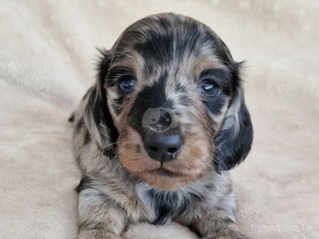 Dachshunds for sale in Doncaster, South Yorkshire