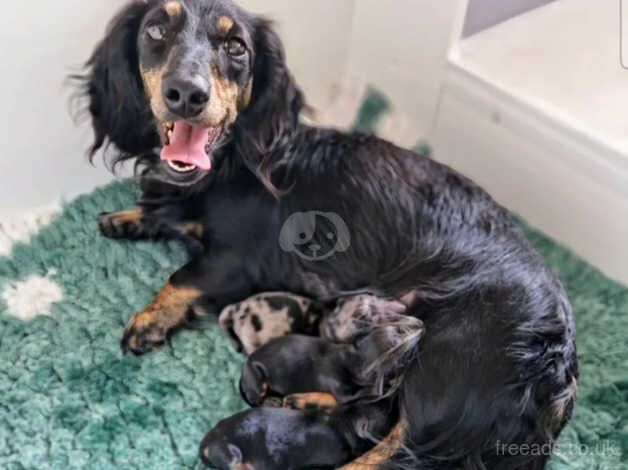 KC Registered Dachshund Puppies for sale in South Yorkshire