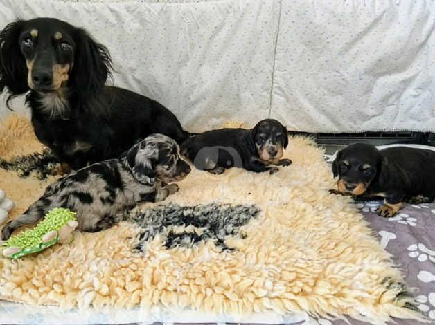 Dachshund Puppies for sale