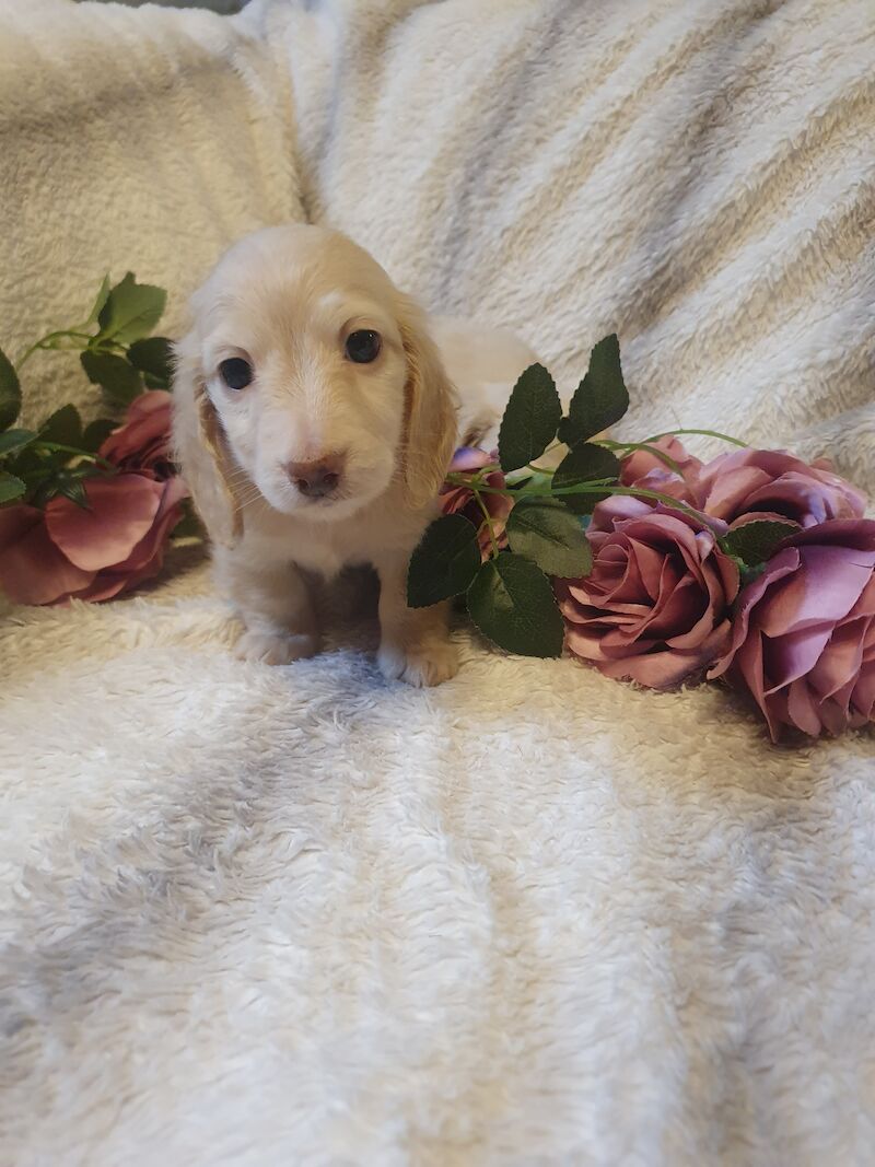 Miniature long haired dachshund for sale in Wisbech, Cambridgeshire