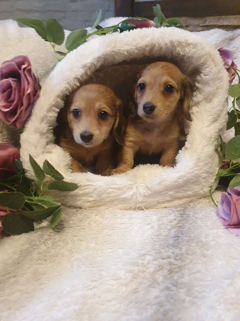 Miniature long haired dachshund ready now!!! for sale in Wisbech, Cambridgeshire