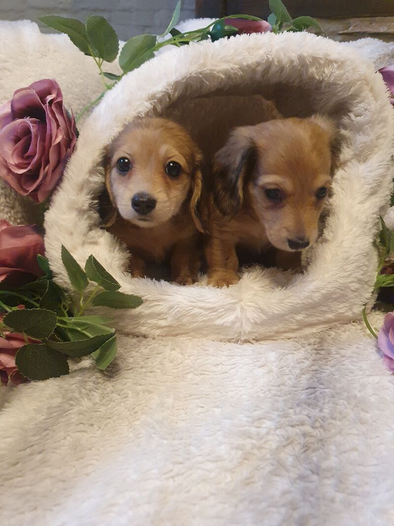 Miniature long haired dachshund ready now!!! for sale in Wisbech, Cambridgeshire - Image 2