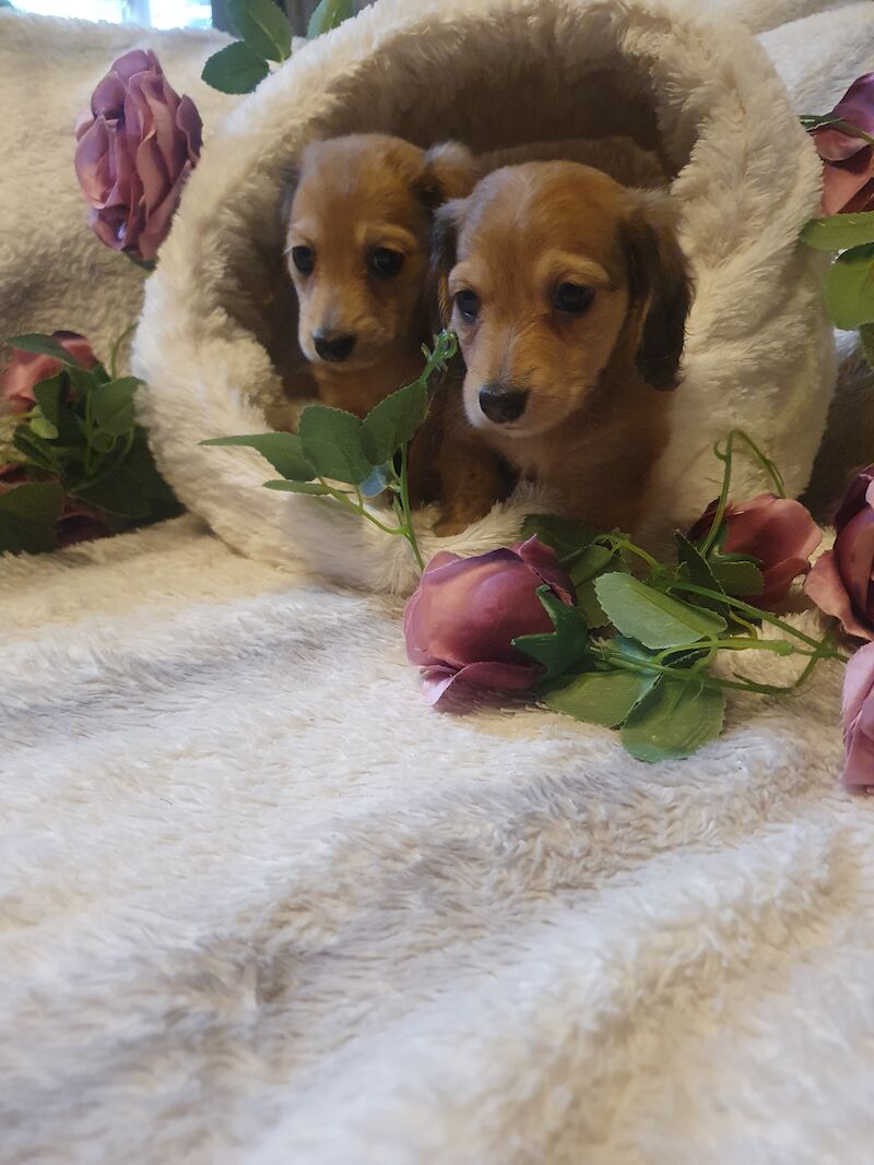 Miniature long haired dachshund ready now!!! for sale in Wisbech, Cambridgeshire - Image 3