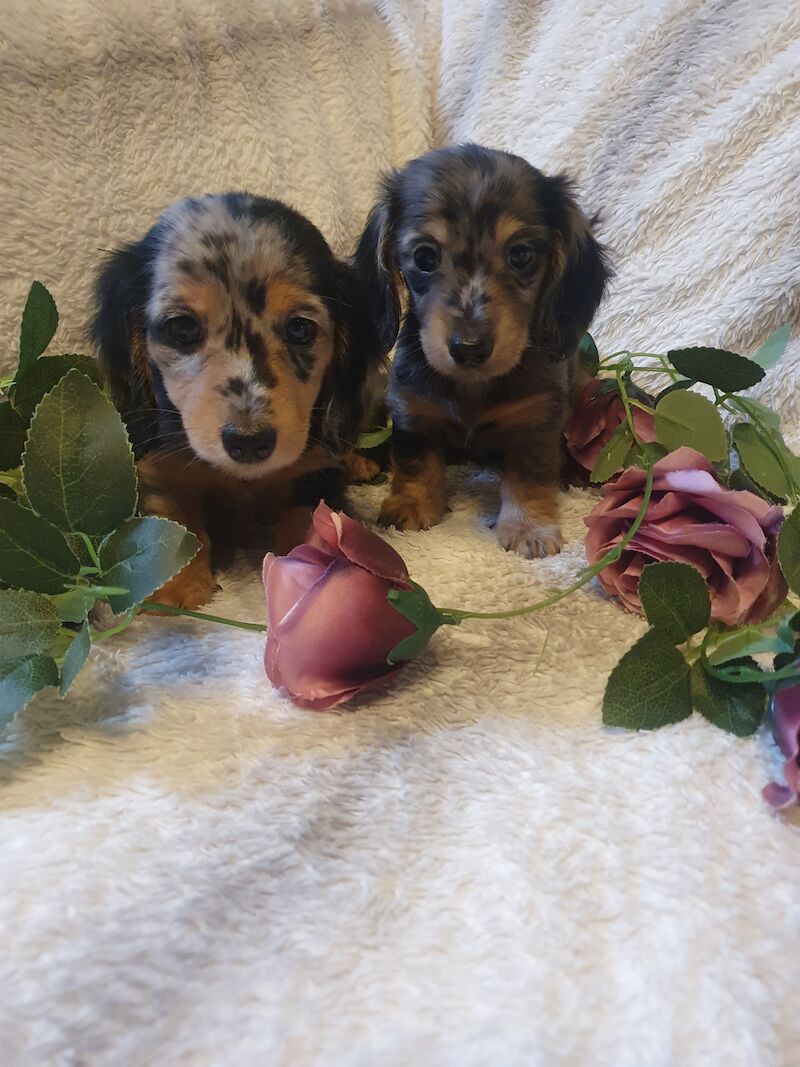 Miniature long haired dachshund ready now!!! for sale in Wisbech, Cambridgeshire - Image 4