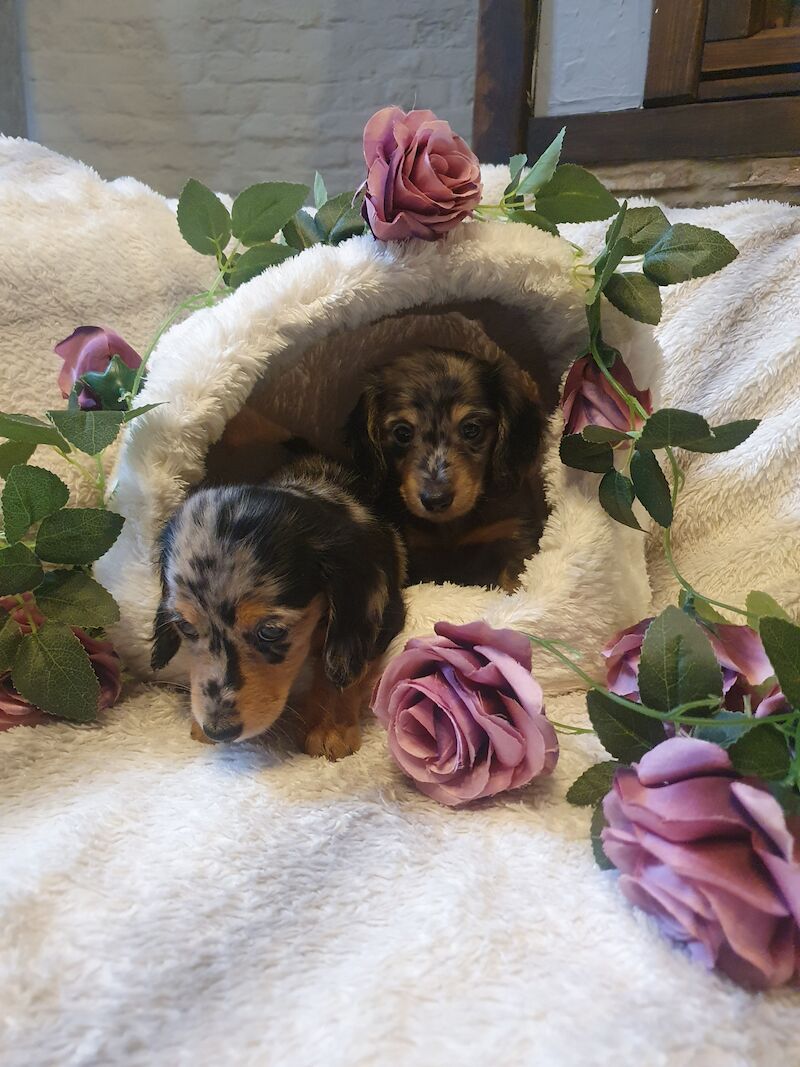 Miniature long haired dachshund ready now!!! for sale in Wisbech, Cambridgeshire - Image 5