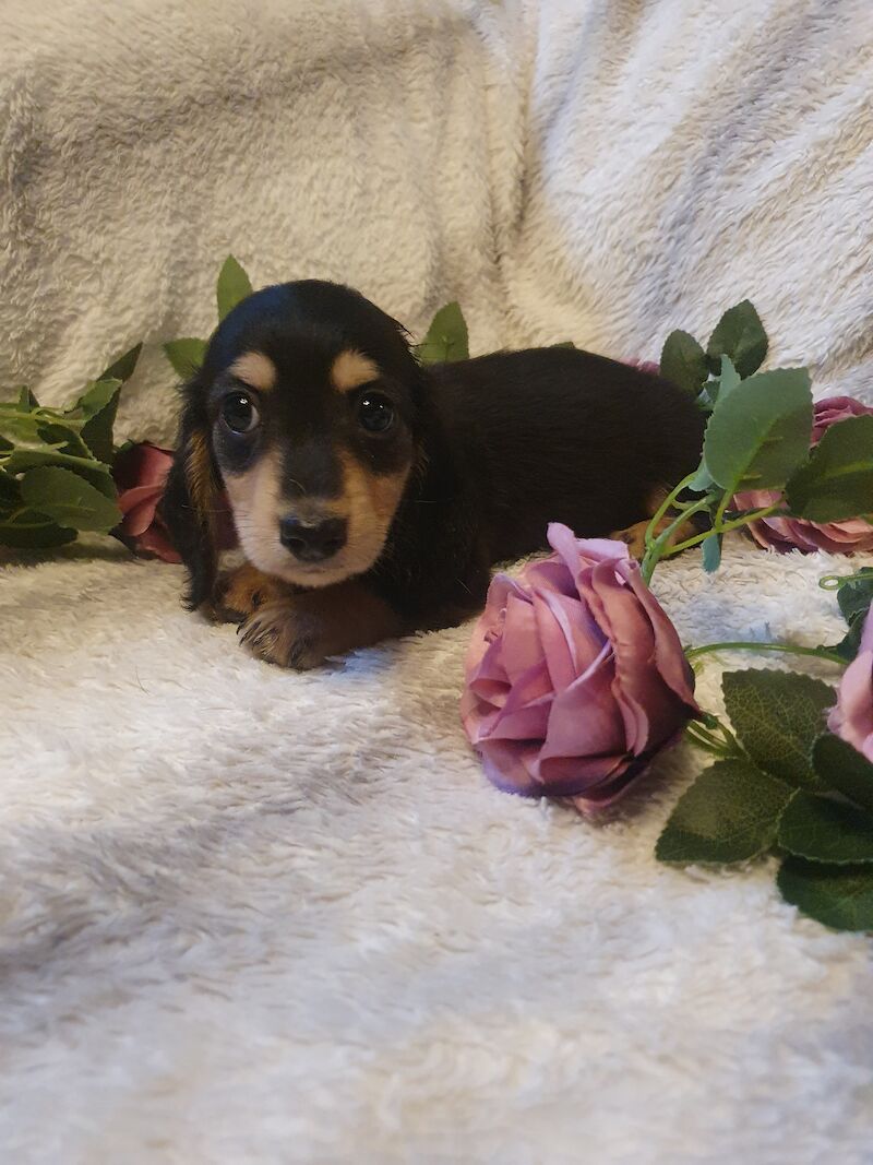 Miniature long haired dachshund ready now!!! for sale in Wisbech, Cambridgeshire - Image 6