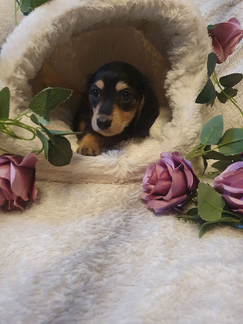 Miniature long haired dachshund ready now!!! for sale in Wisbech, Cambridgeshire - Image 7