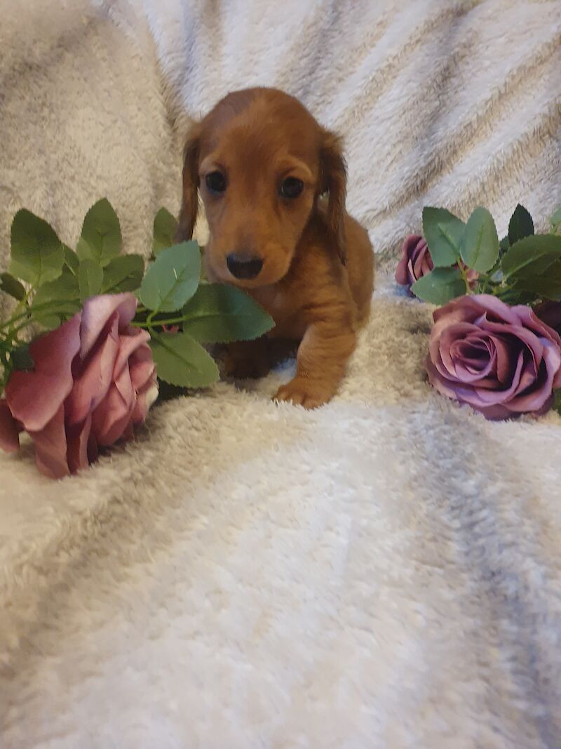 Miniature long haired dachshund ready now!!! for sale in Wisbech, Cambridgeshire - Image 8