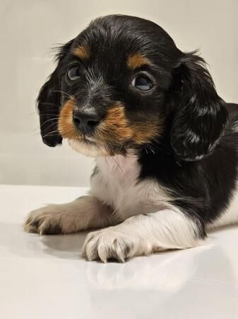 Miniature Long Haired Dachshund Boys - available. for sale in Southampton, Hampshire