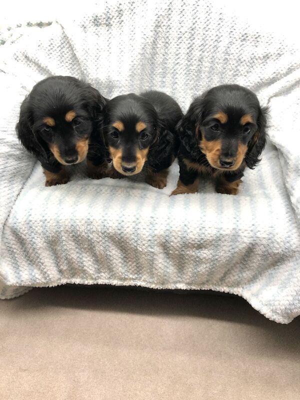 Miniature long haired dachshund puppies for sale in Sidcup, Bexley, Greater London - Image 1