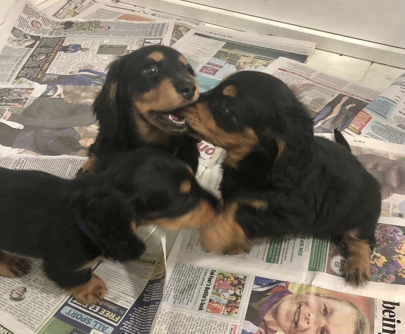 Miniature long haired dachshund puppies for sale in Sidcup, Bexley, Greater London - Image 2