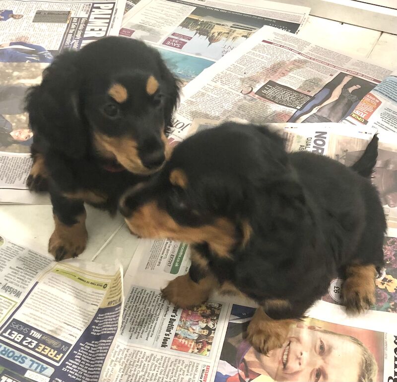 Miniature long haired dachshund puppies for sale in Sidcup, Bexley, Greater London - Image 3