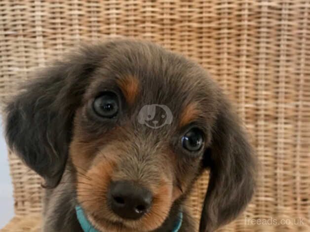 Miniature long-haired dachshund puppies. for sale in Wolverhampton, West Midlands