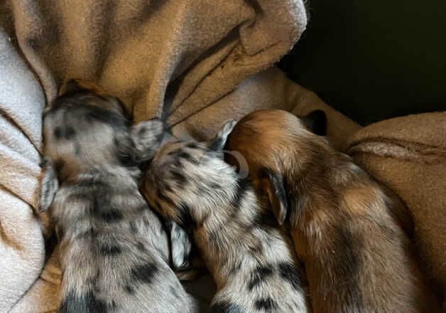 Miniature Longhaired Dachshund puppies for sale in Chesterfield, Derbyshire