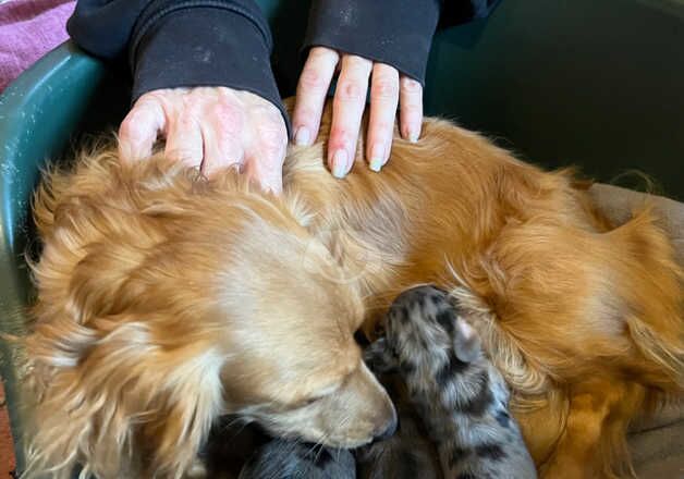 Miniature Longhaired Dachshund puppies for sale in Chesterfield, Derbyshire - Image 2