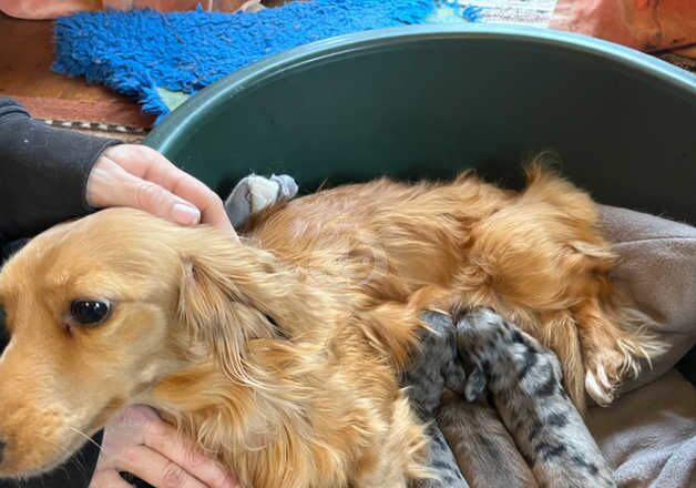 Miniature Longhaired Dachshund puppies for sale in Chesterfield, Derbyshire - Image 3