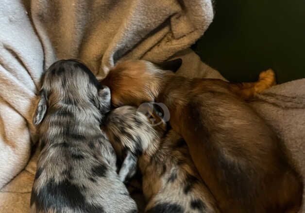 Miniature Longhaired Dachshund puppies for sale in Chesterfield, Derbyshire - Image 4