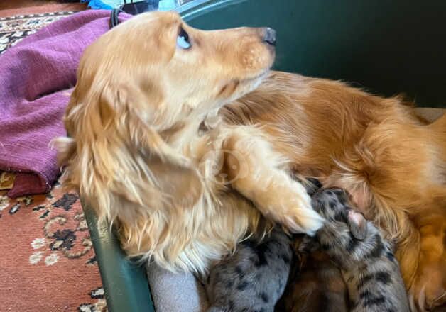 Miniature Longhaired Dachshund puppies for sale in Chesterfield, Derbyshire - Image 5