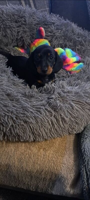 Miniature male dachshund puppy for sale in Derby, Derbyshire