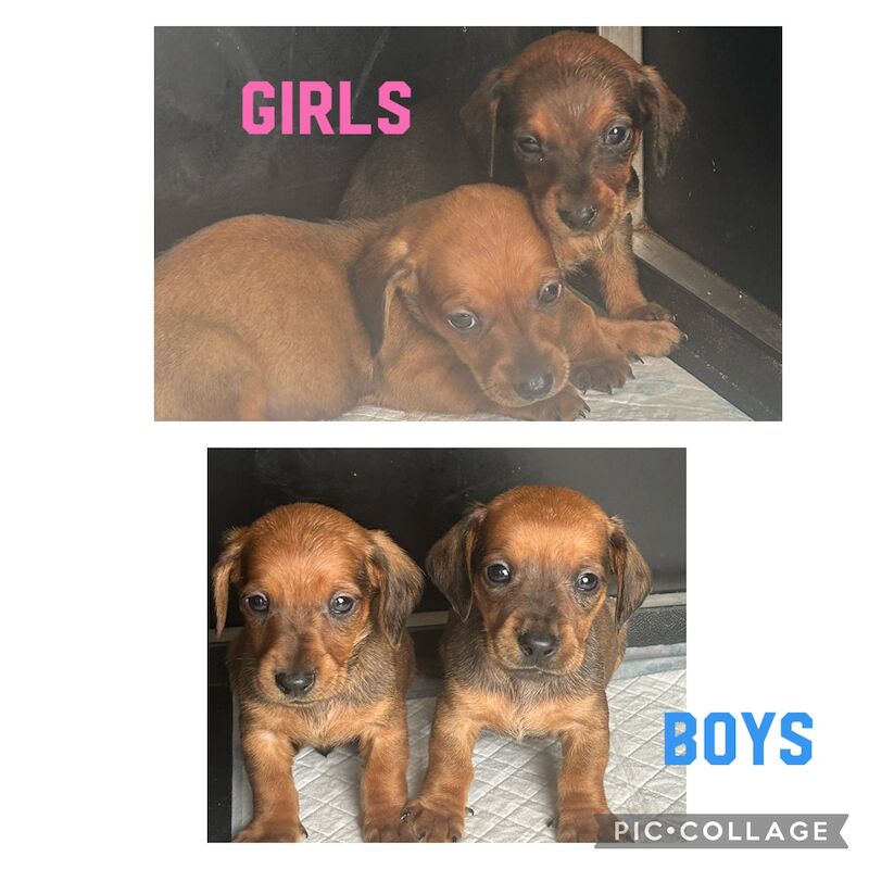 Miniature Red shaded dachshunds for sale in Tyne and Wear