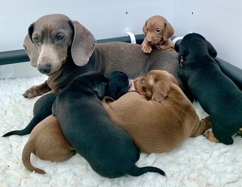 Miniature Short Haired Puppies for sale in Nottingham, Nottinghamshire - Image 3