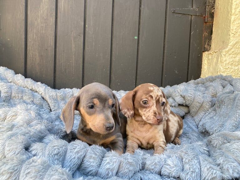 Miniature Smooth Coat Dachshund Puppies for sale in Moira, County Down - Image 1