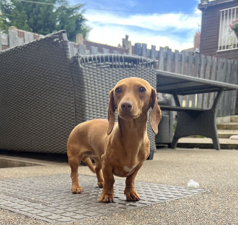 Miniature Smooth Dachshund Female, Kc, 1yr old this month for sale in Chesterfield, Derbyshire