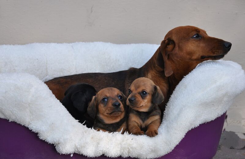 Miniature smooth Dachshund Puppies for sale in Aberystwyth, Ceredigion - Image 2