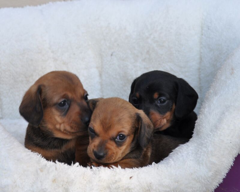 Miniature smooth Dachshund Puppies for sale in Aberystwyth, Ceredigion - Image 3