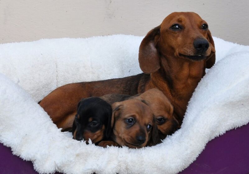 Miniature smooth Dachshund Puppies for sale in Aberystwyth, Ceredigion - Image 4