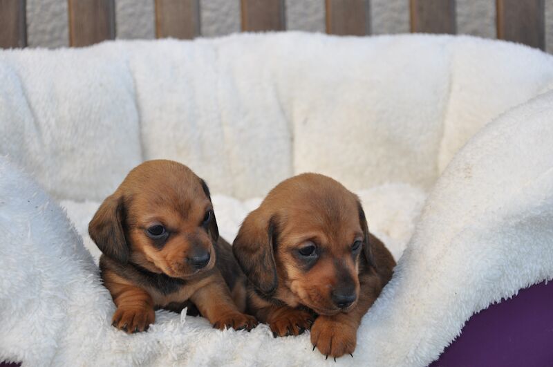 Miniature smooth Dachshund Puppies for sale in Aberystwyth, Ceredigion - Image 5
