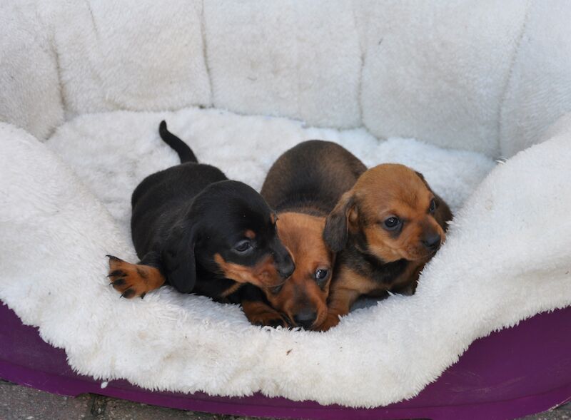 Miniature smooth Dachshund Puppies for sale in Aberystwyth, Ceredigion - Image 7