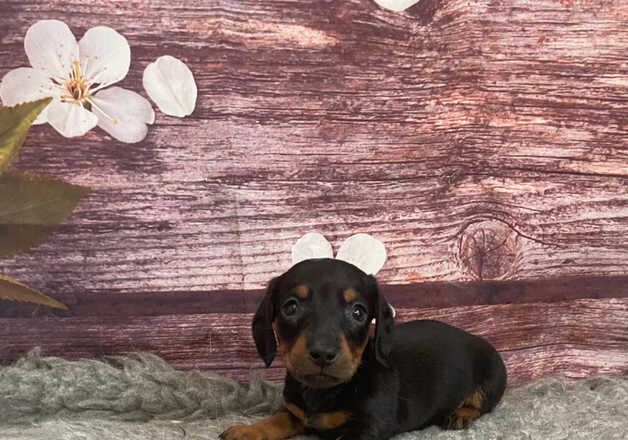 Miniature smooth dachshunds for sale in Newcastle, Down - Image 3