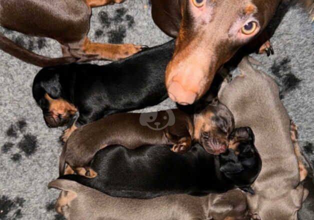 Miniature smooth dachshunds for sale in Newcastle, Down - Image 4