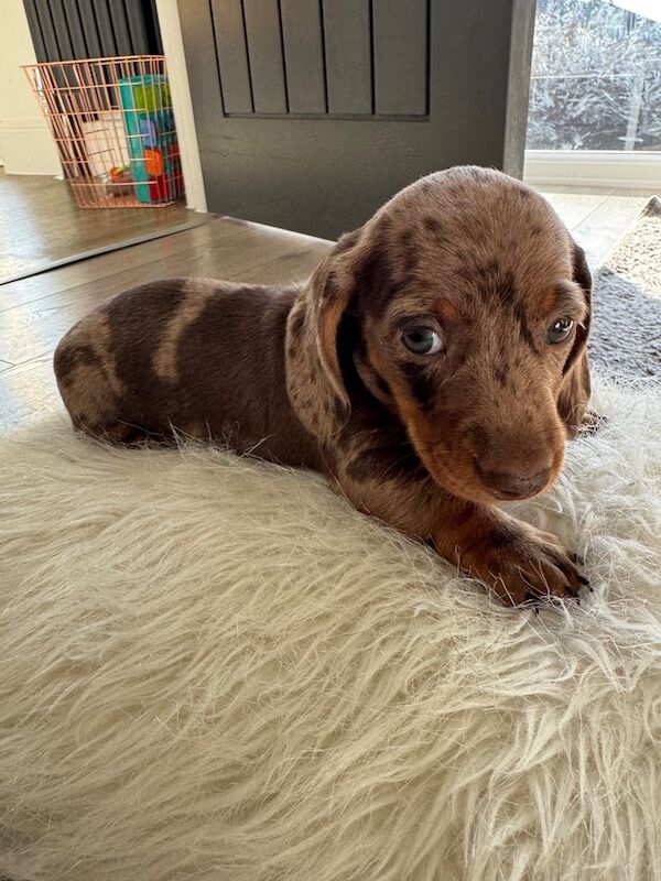 Miniature smooth hair Dachshund for sale in Basildon, Essex