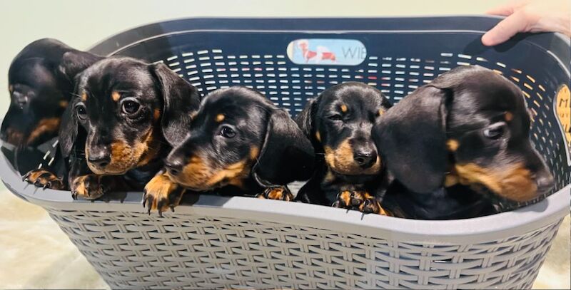 Miniature Smooth Hair Dachshund Puppies for sale in Rye, East Sussex